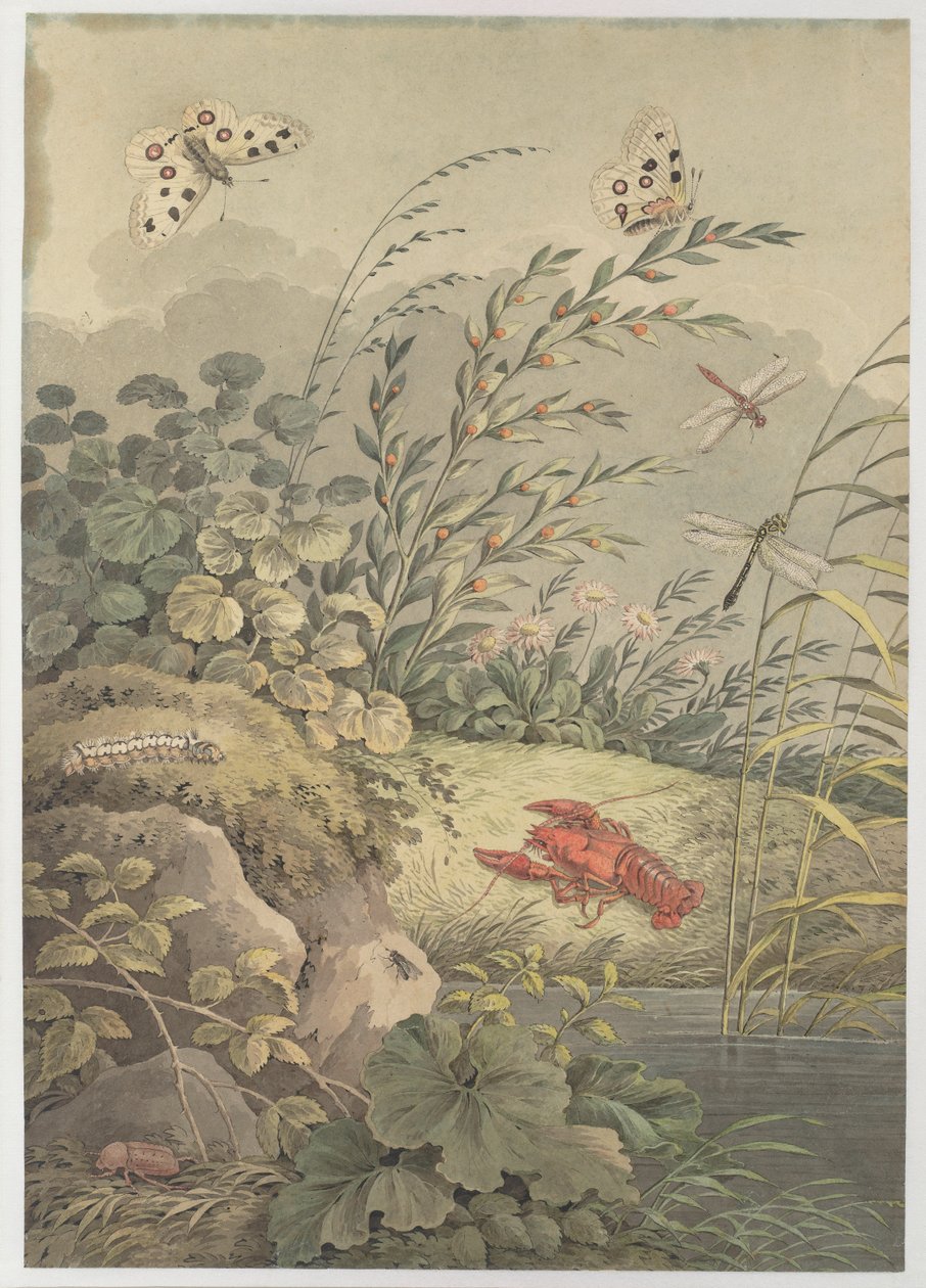 Vesipala rapuja, perhosia, sudenkorentoja ja tyrniä, c. 1800. tekijältä Adrian Zingg