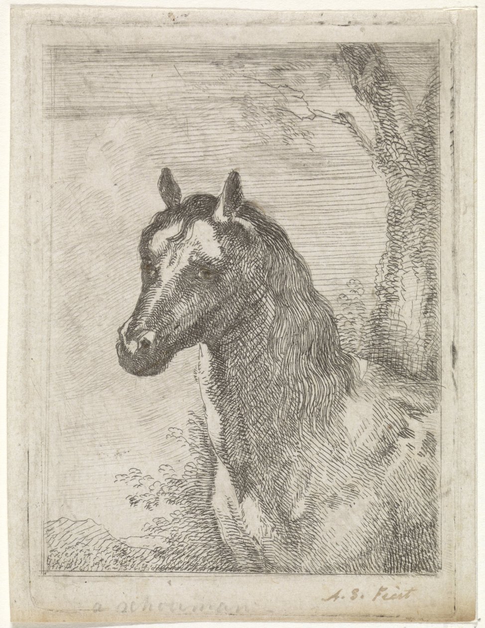 hevosen pää tekijältä Aert Schouman (signed by artist)