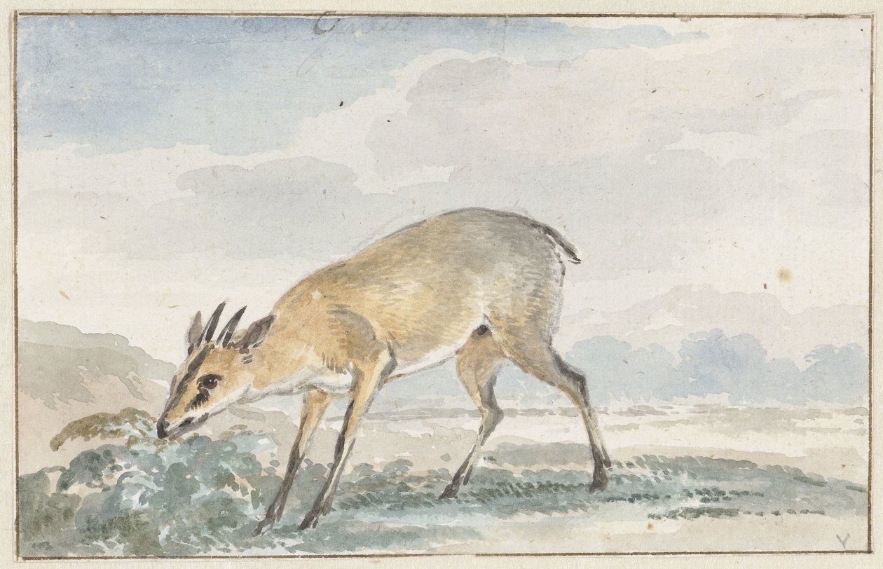 Helmikana tai Sylvicapra Grimmia tekijältä Aert Schouman