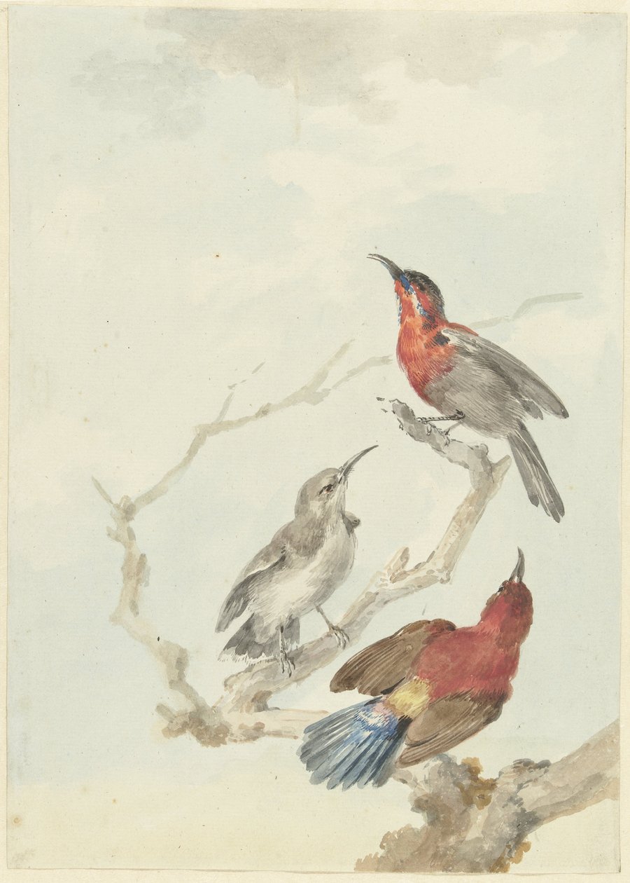 Kolme Crimson Sunbirds tekijältä Aert Schouman