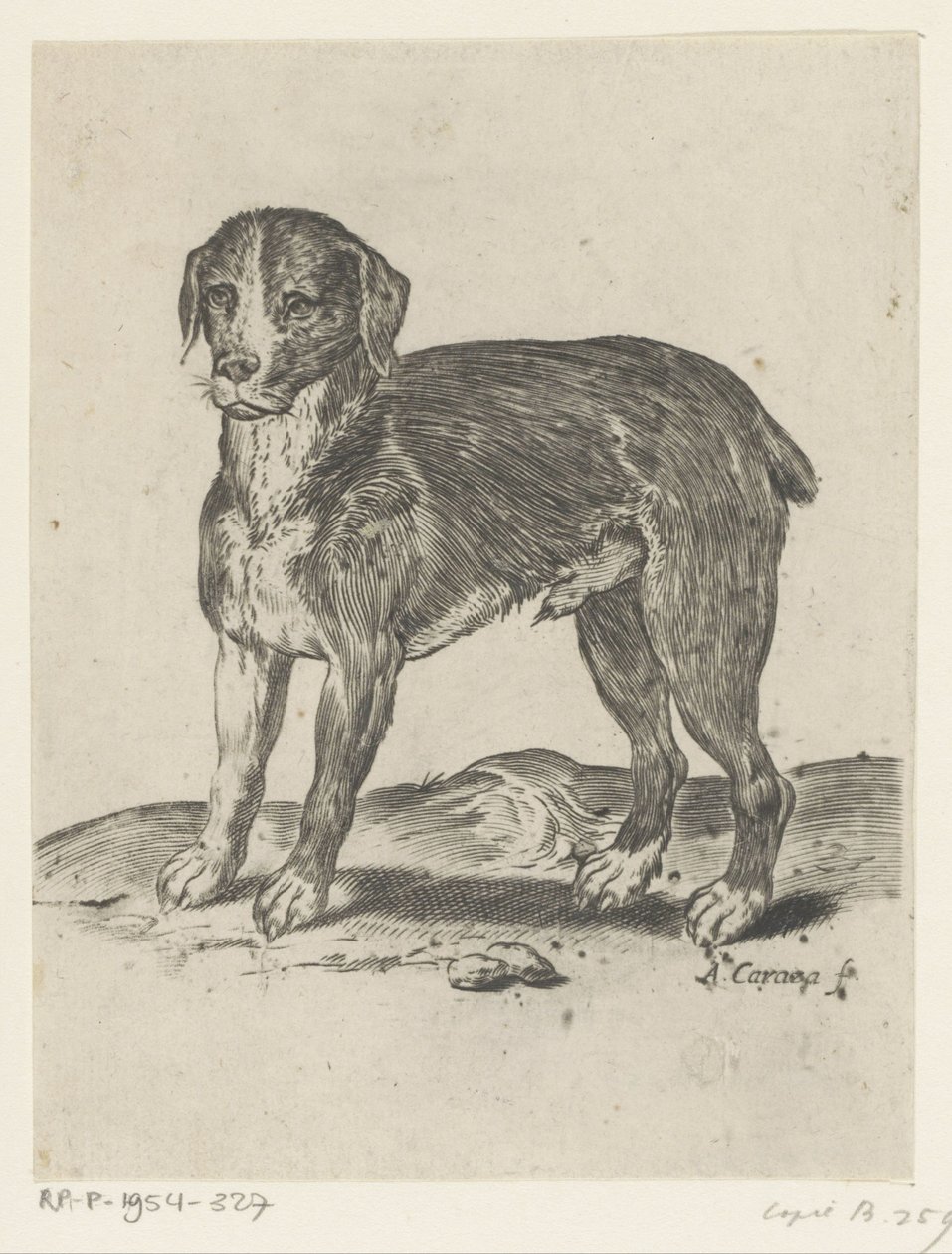 seisova koira tekijältä Agostino Carracci