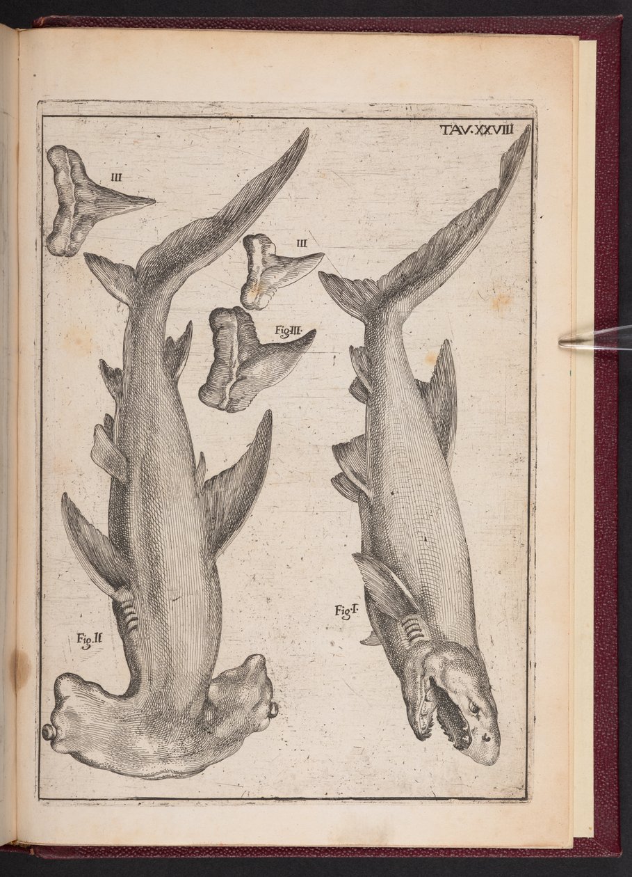 "Lehmäkala", "Crutch Fish", "Crutch Fish