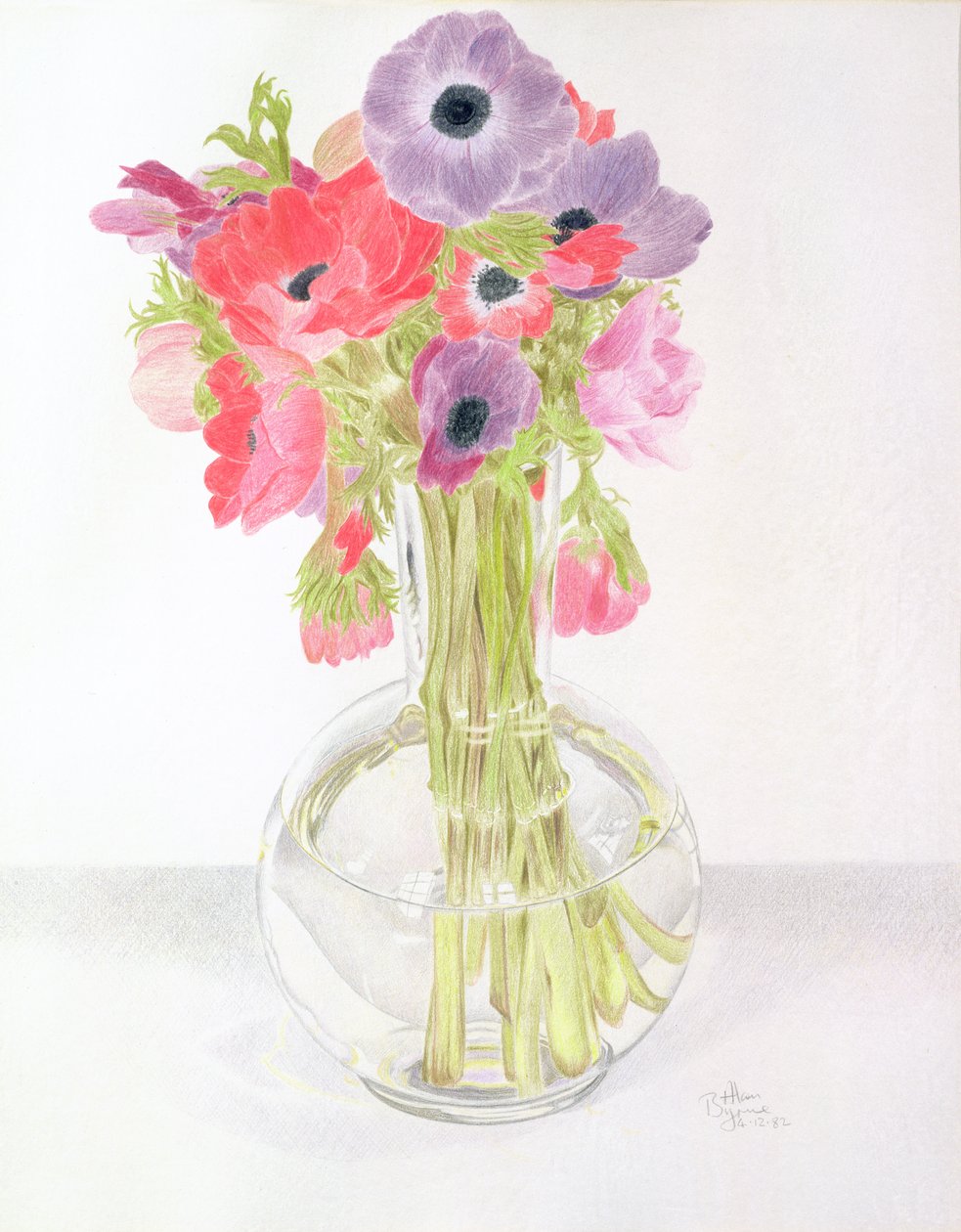 Anemonies, 1982 (värikynä paperille) tekijältä Alan Byrne