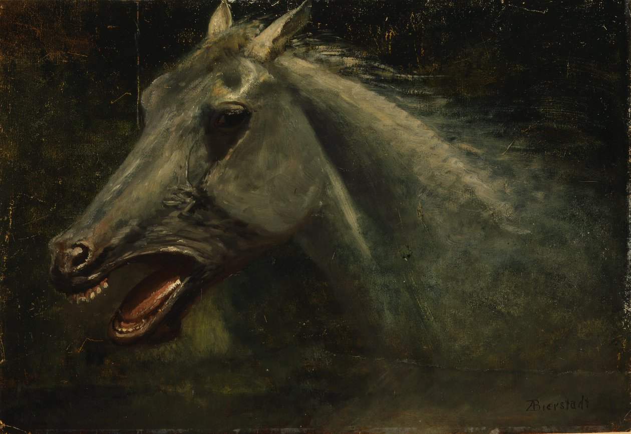 Villi ori tekijältä Albert Bierstadt