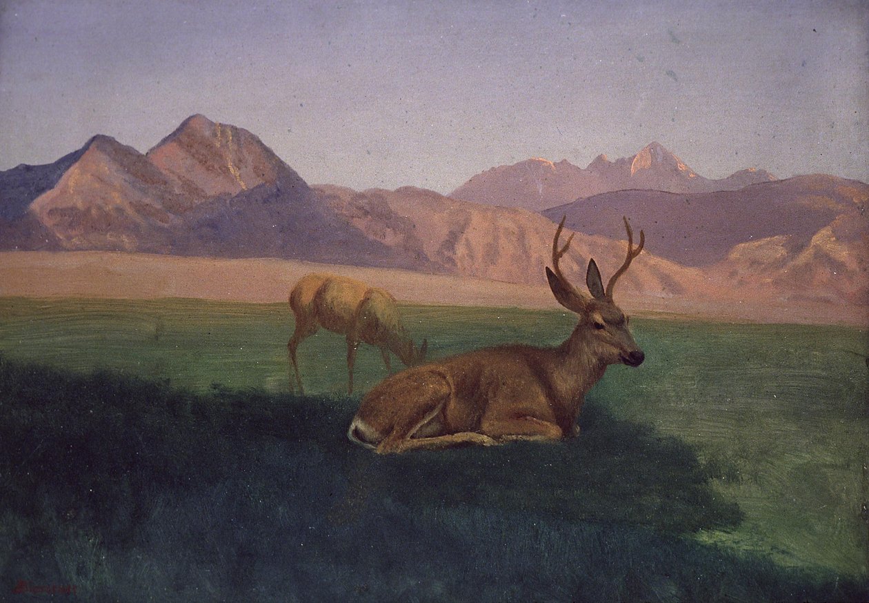 Peura tekijältä Albert Bierstadt