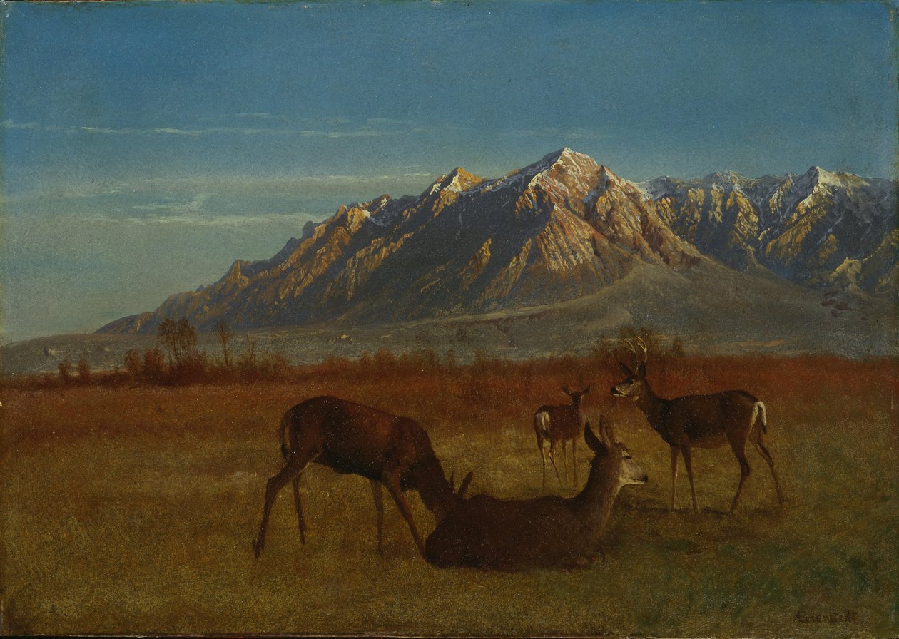 Hirvi Mountain Homeissa tekijältä Albert Bierstadt