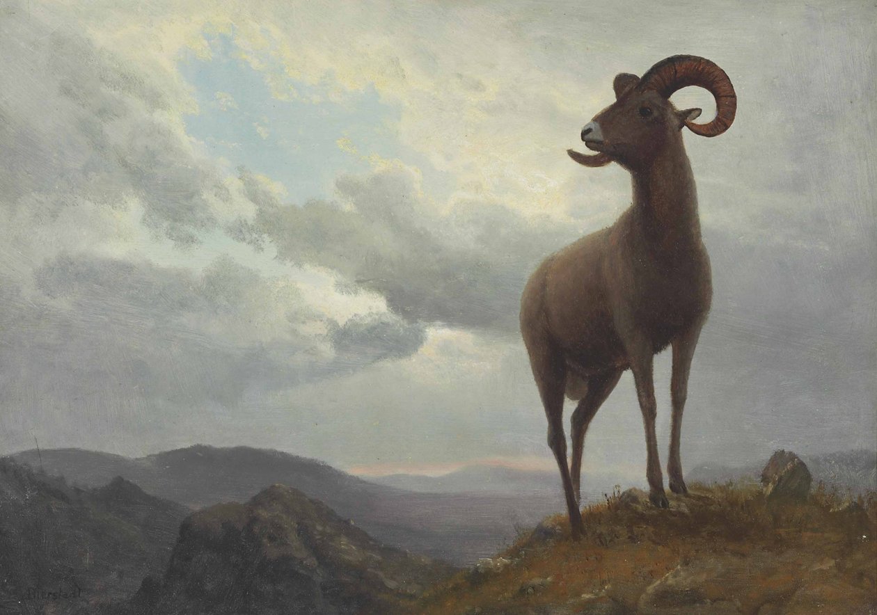 Pitkä sarvinen lammas tekijältä Albert Bierstadt