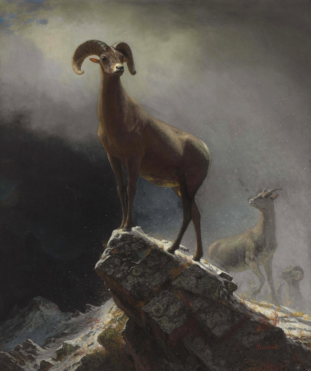 Kalliovuortenlampaat tai iso sarvi, Ovis, Montana tekijältä Albert Bierstadt