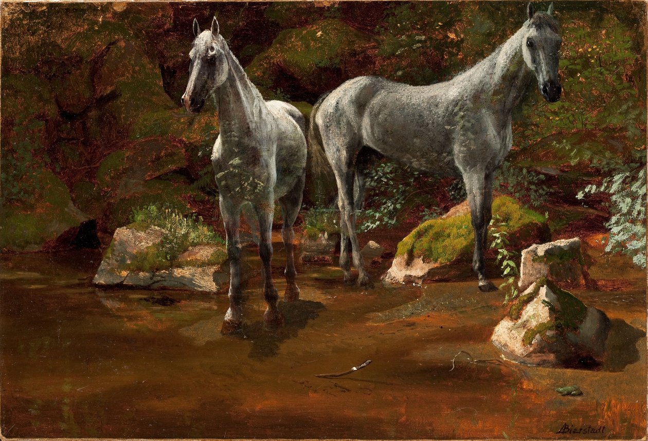 Tutkimus villihevosista tekijältä Albert Bierstadt