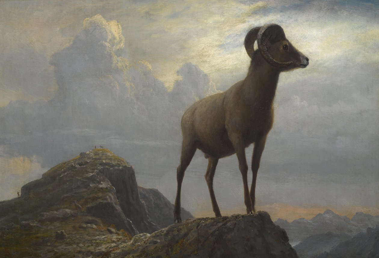 Tutkimus Bighorn Ram tekijältä Albert Bierstadt