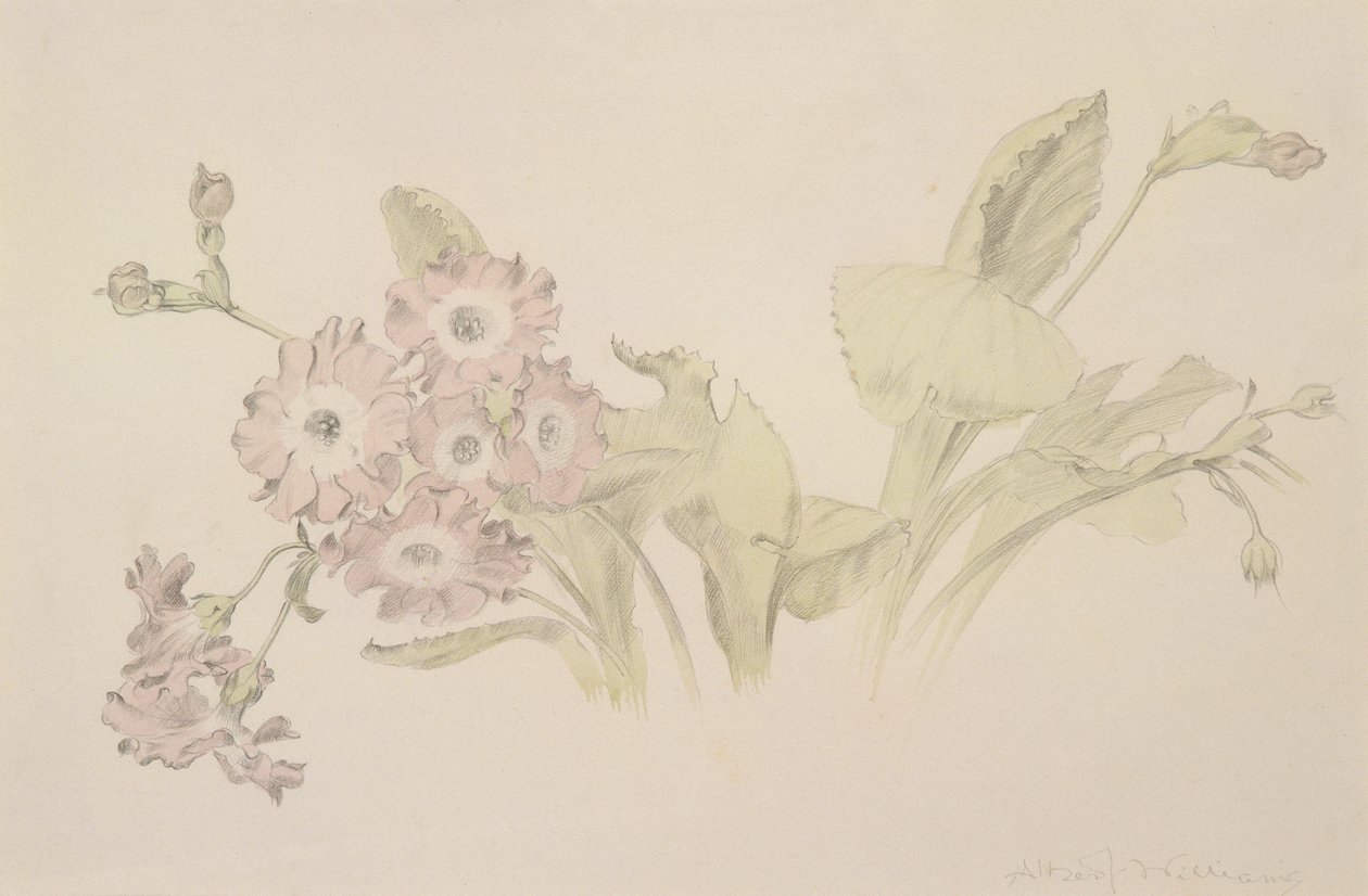Auricula (wc ja kynä paperille) tekijältä Albert Williams