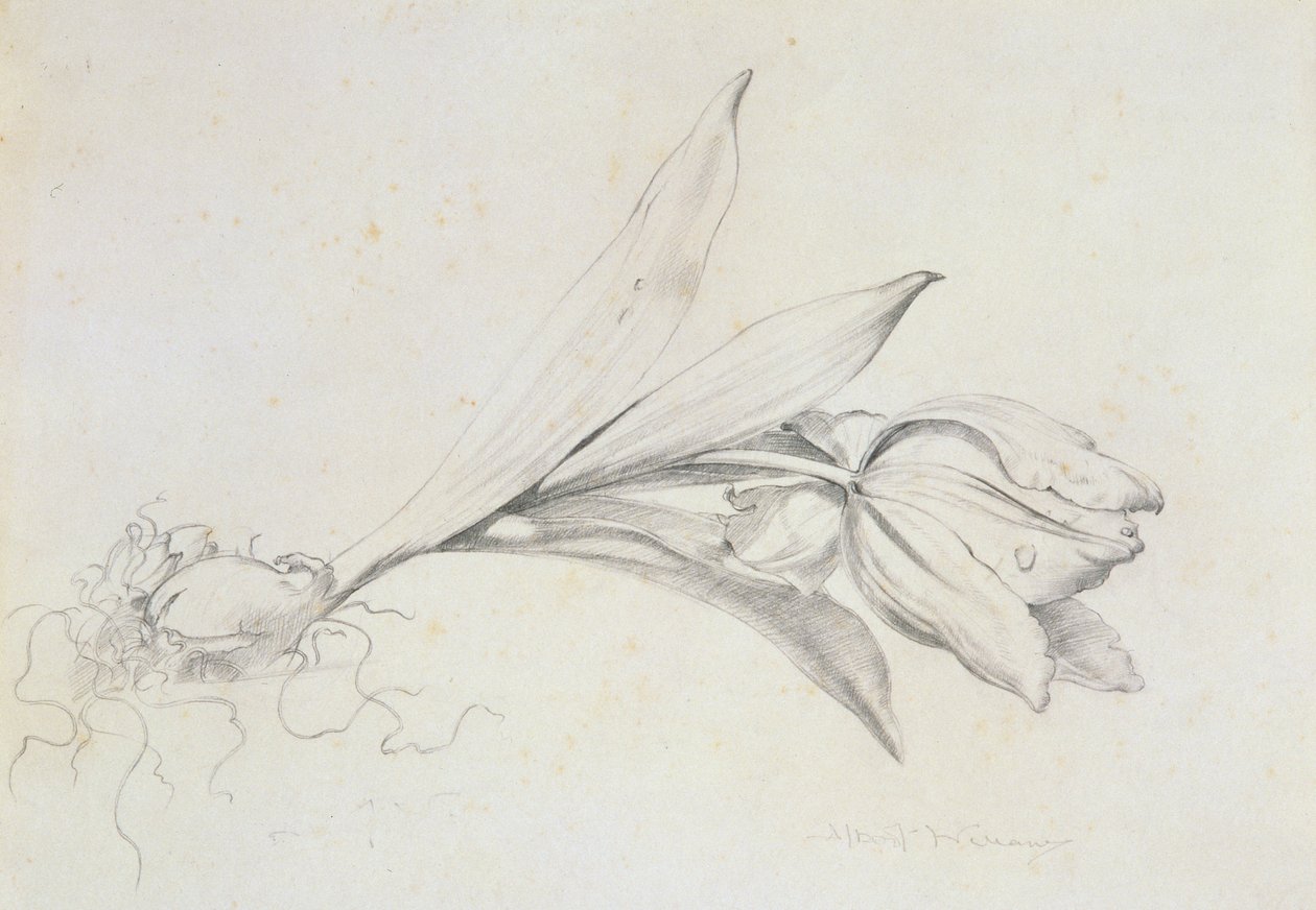 Tulppaani tekijältä Albert Williams