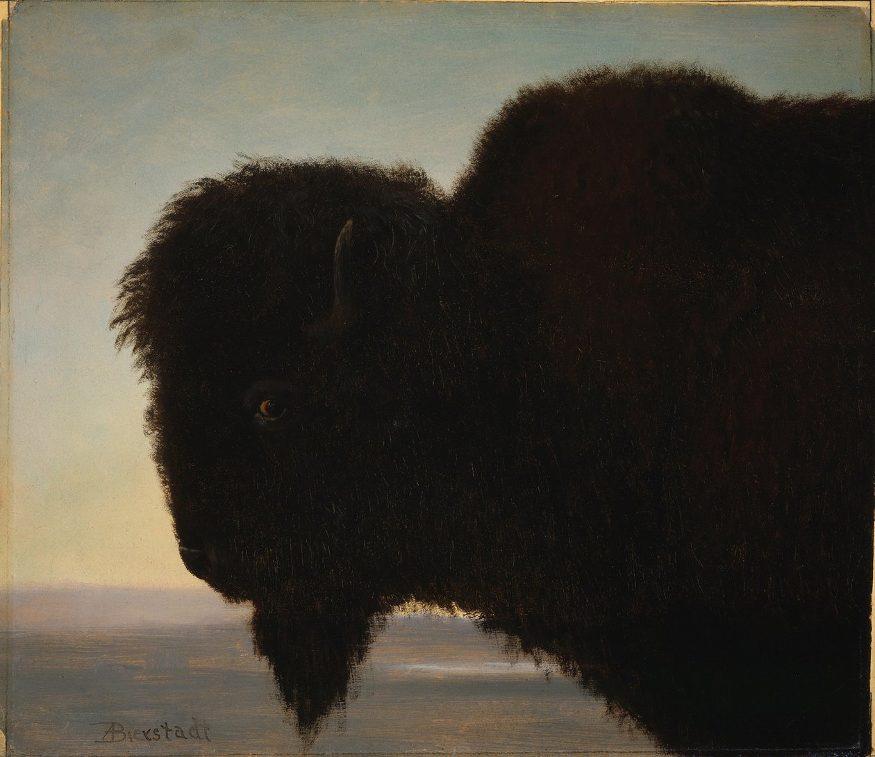 Buffalon pää tekijältä Albert Bierstadt