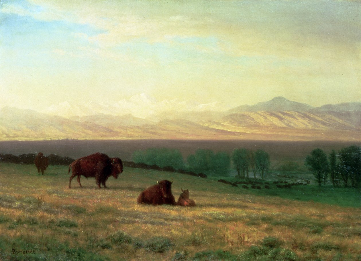 Buffalo on the Plains, n. 1890 tekijältä Albert Bierstadt