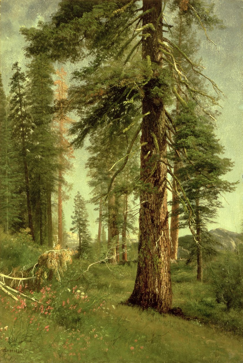 Kalifornian Redwoods tekijältä Albert Bierstadt