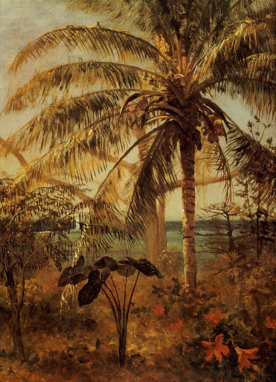 Palmu, Nassau, 1892 tekijältä Albert Bierstadt