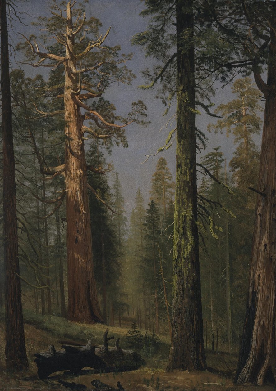 Grizzly Giant Sequoia, Mariposa Grove, Kalifornia tekijältä Albert Bierstadt
