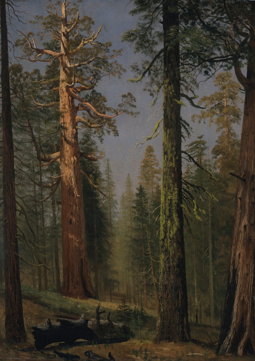 Grizzly Giant Sequoia, Mariposa Grove, Kalifornia tekijältä Albert Bierstadt