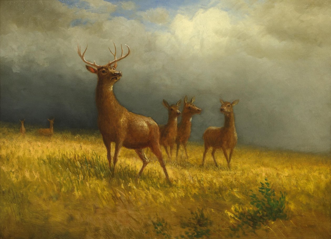 Albert Bierstadtin "Kolme peuraa ja hirvi", noin 1885. tekijältä Albert Bierstadt