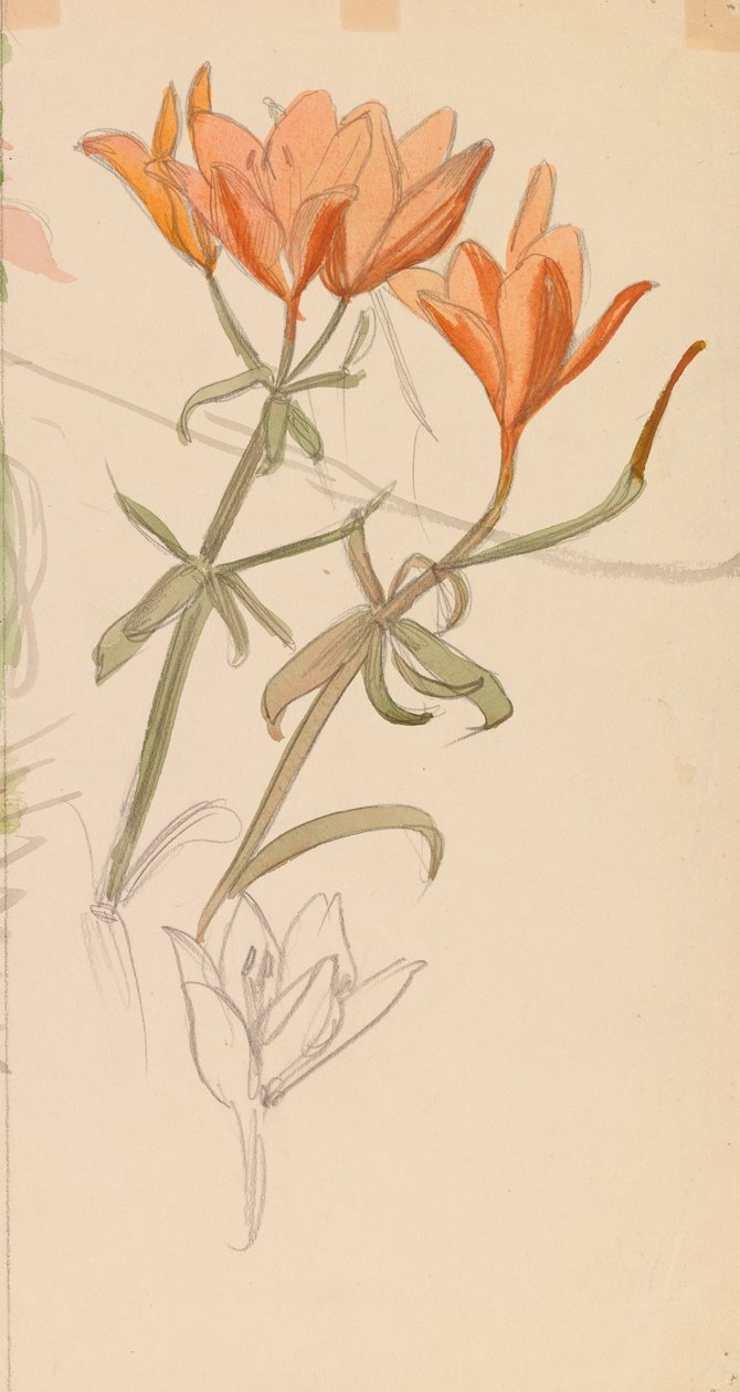Orange Lilien tekijältä Albert Edelfelt