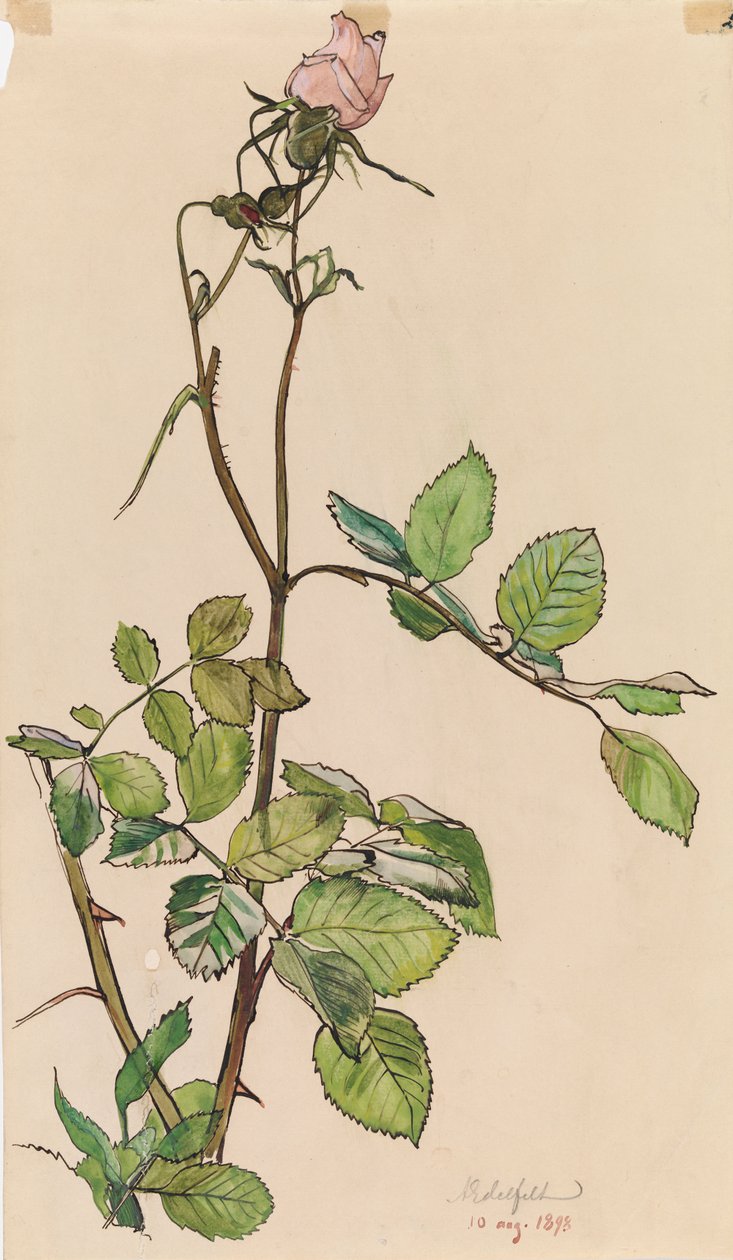 Ruusu tekijältä Albert Edelfelt