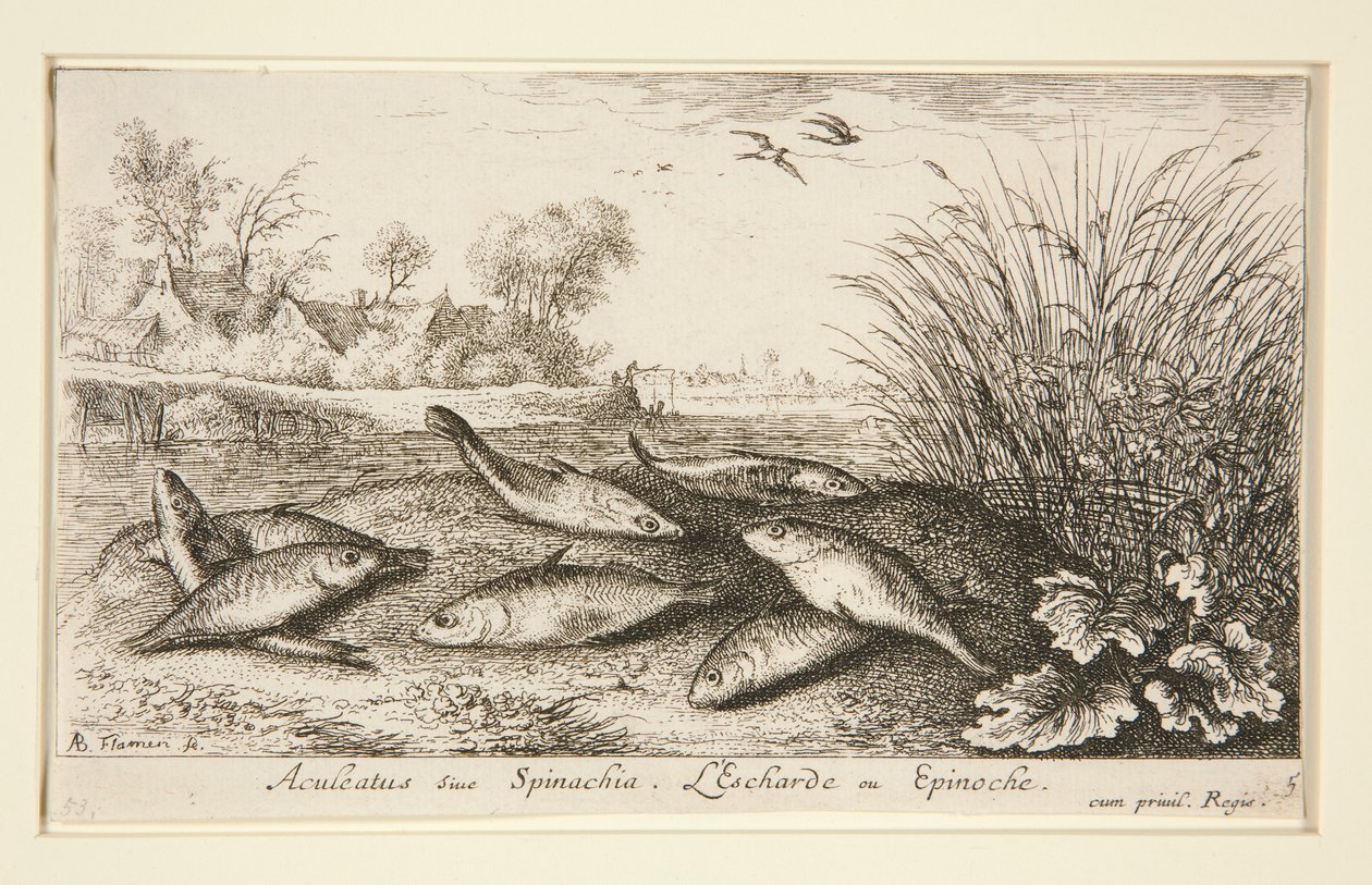 Aculeatus tai Spinachia. L tekijältä Albert Flamen