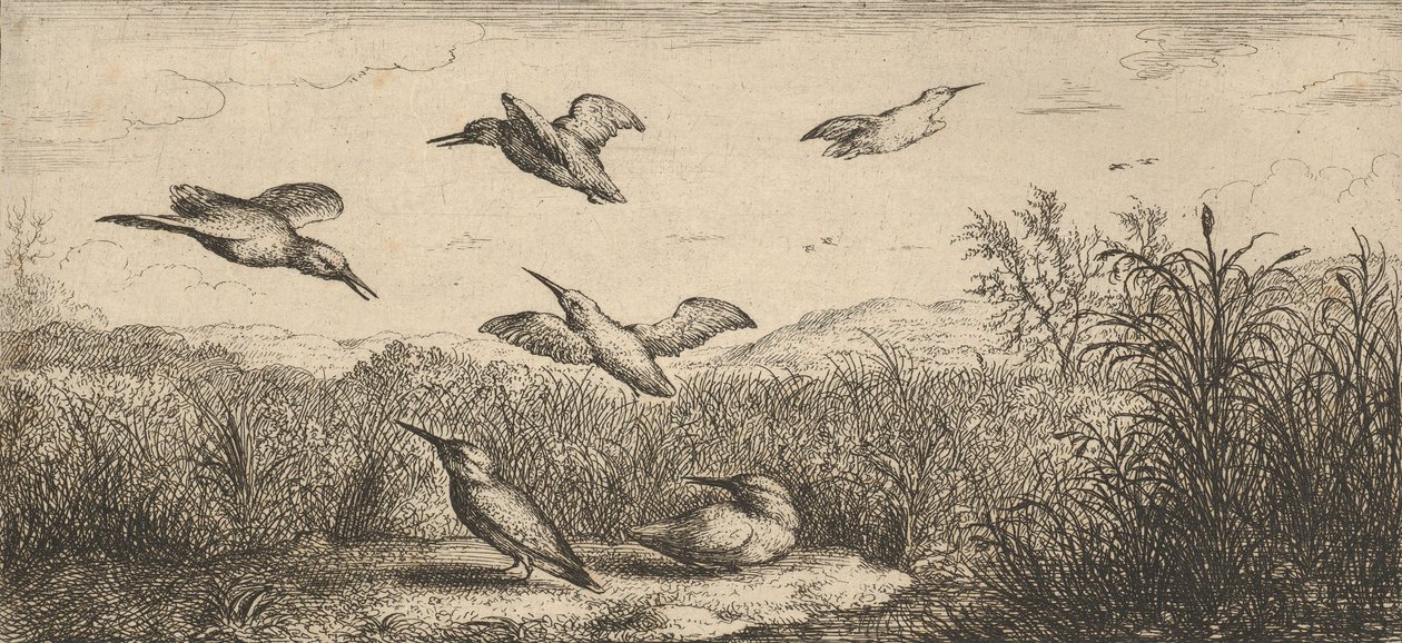 Alcedo, Martin-pescheur Kingfisher: Livre d