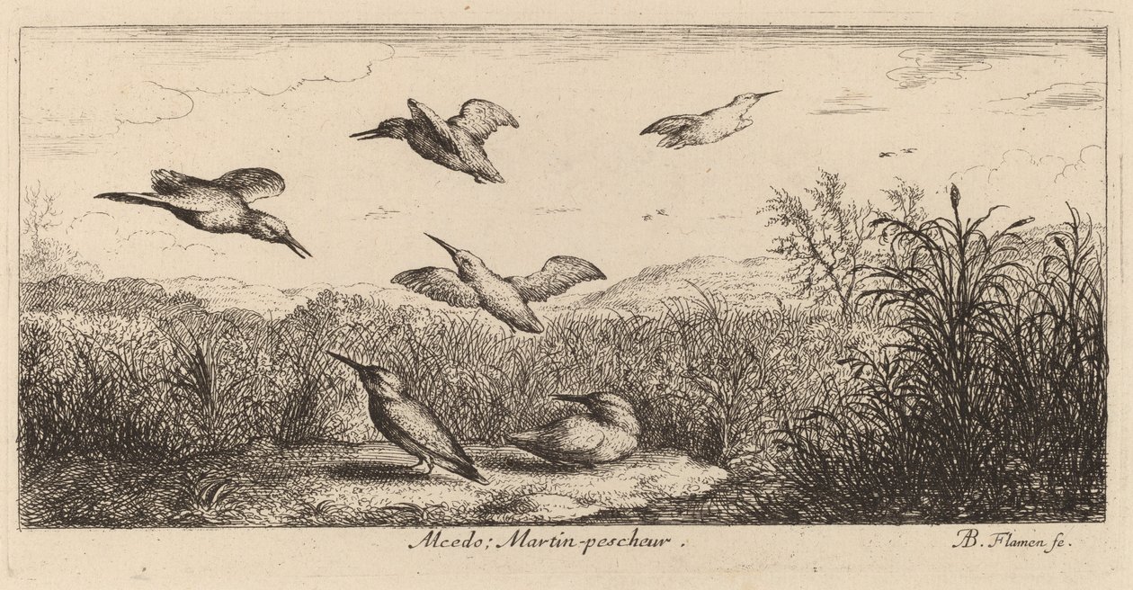 Alcedo, Kingfisher tekijältä Albert Flamen