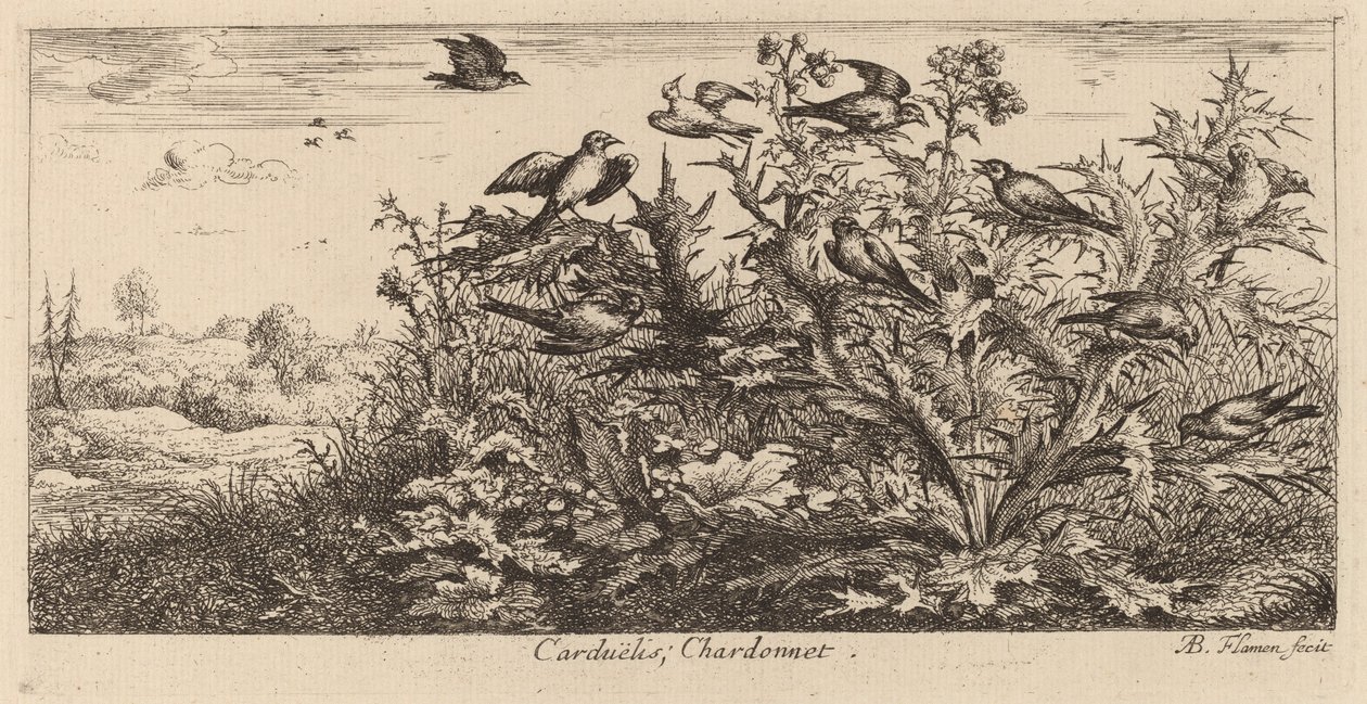 Carduelis, Kultasipso tekijältä Albert Flamen