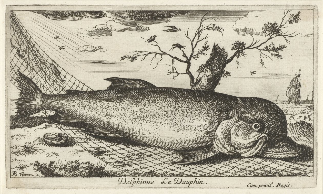 Delfiini kalaverkossa Delphinus Le Dauphin. (otsikko esineessä) Kalat ja muut meren eläimet - suolaisen veden kolmas sarja (sarjan nimi) Poissons de mer (sarjan nimi) tekijältä Albert Flamen