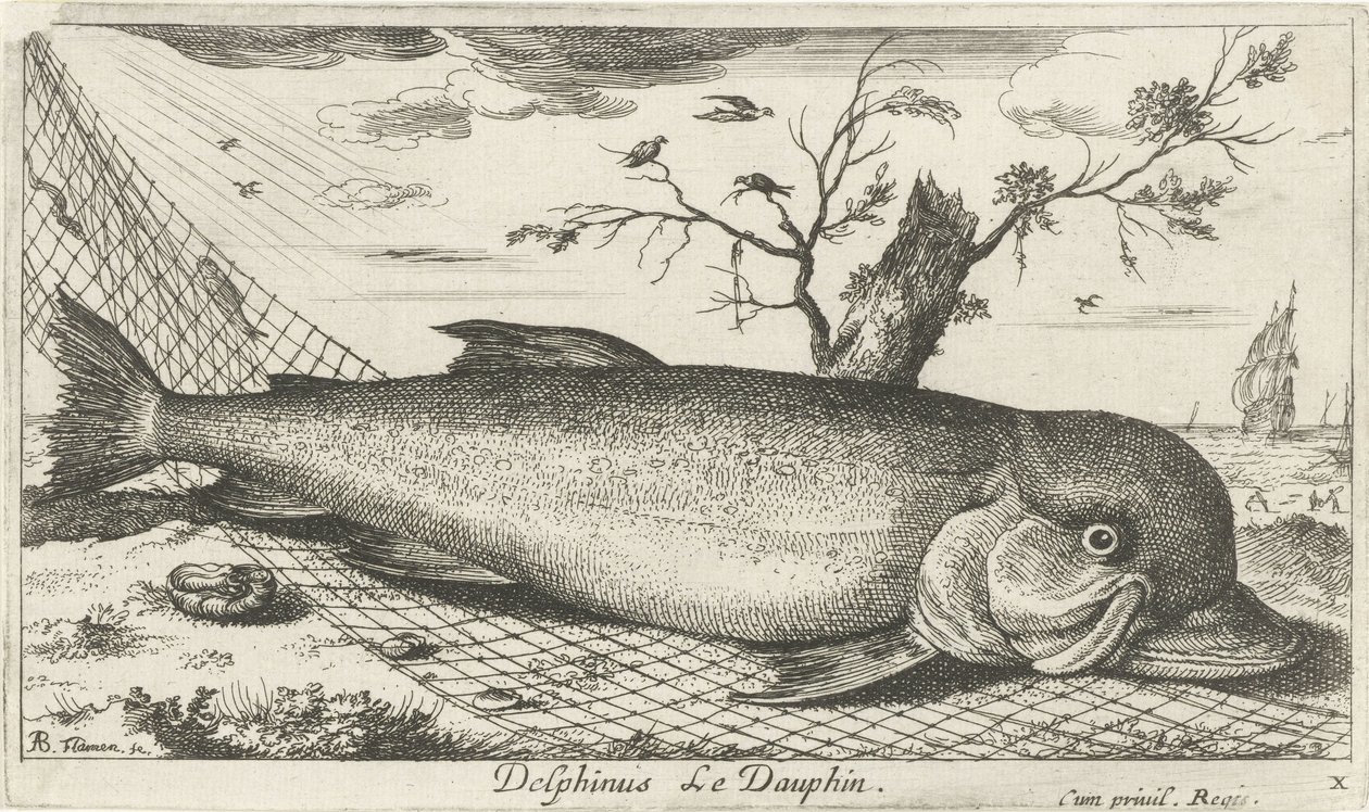 Delfiini kalaverkossa Delphinus Le Dauphin. (otsikko esineessä) Kalat ja muut meren eläimet - suolaisen veden kolmas sarja (sarjan nimi) Poissons de mer (sarjan nimi) tekijältä Albert Flamen