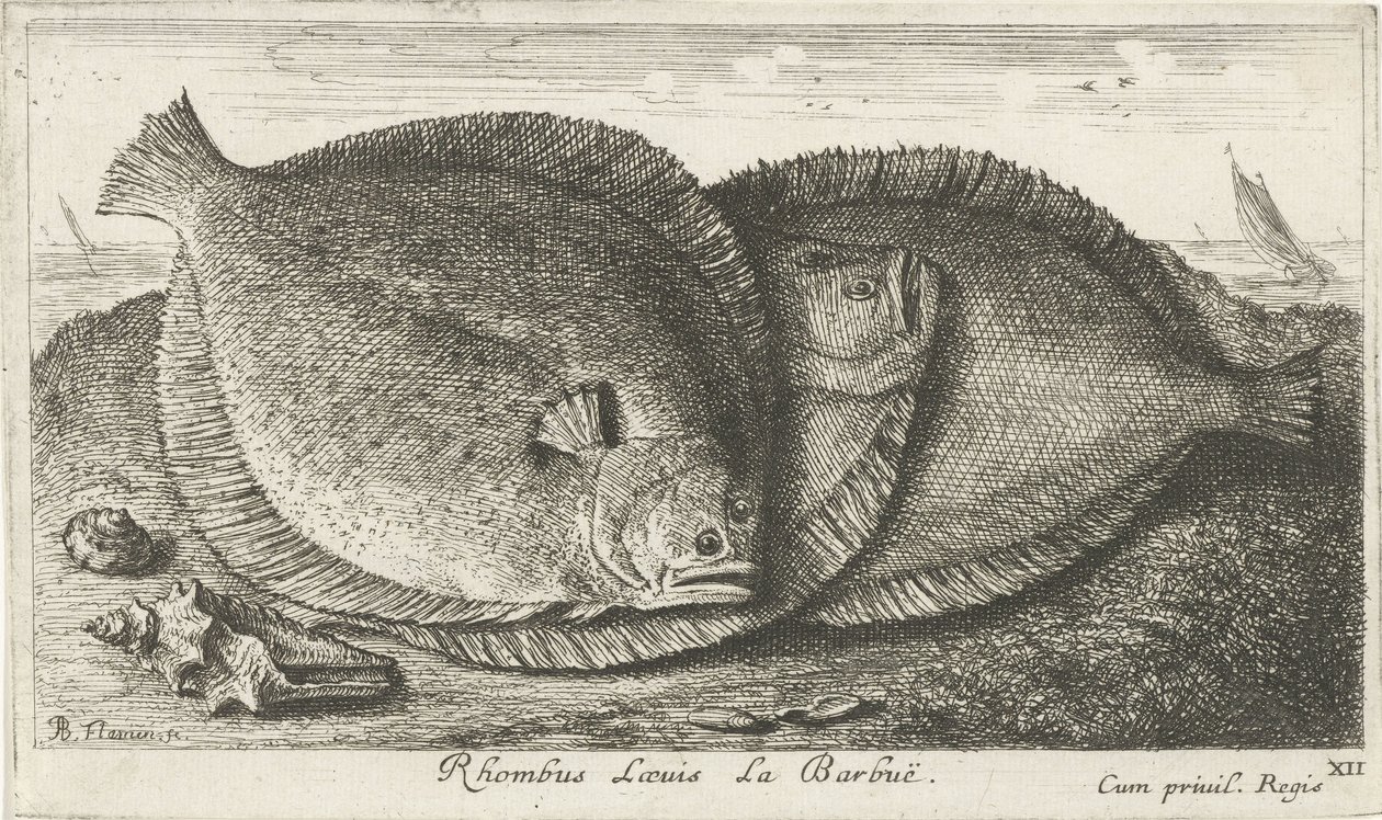 Kolme poikasta rannalla Rhombus Laeuis La Barbuë (otsikko esineessä) Kalat ja muut meren eläimet – Saltwater Third Series (sarjan nimi) Poissons de mer (sarjan nimi) tekijältä Albert Flamen
