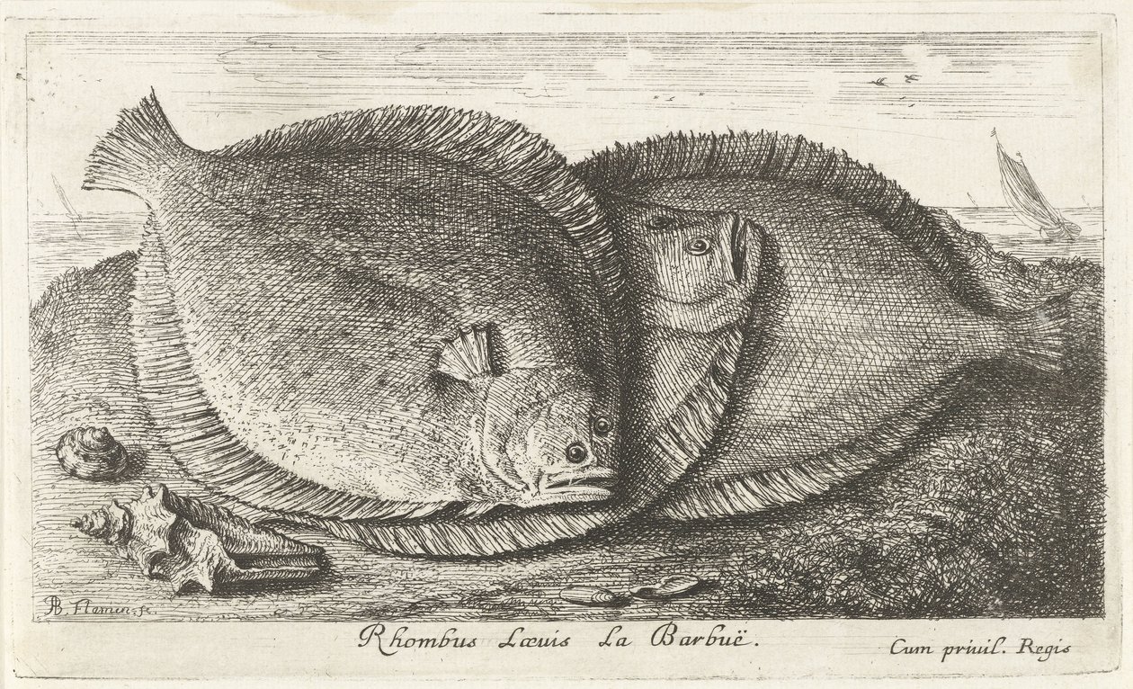 Kolme poikasta rannalla Rhombus Laeuis La Barbuë (otsikko esineessä) Kalat ja muut meren eläimet - suolaisen veden kolmas sarja (sarjan nimi) Poissons de mer (sarjan nimi) tekijältä Albert Flamen