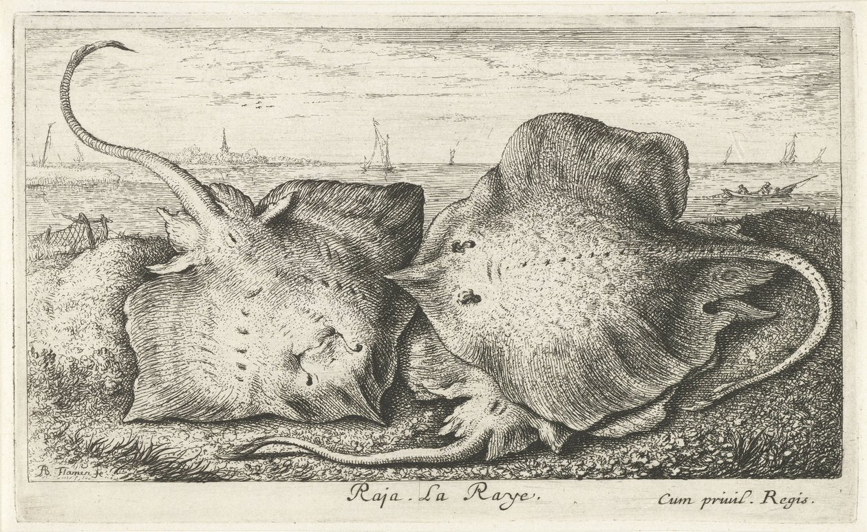 Kolme sädettä rannalla raja. La Raye. (otsikko esineessä) Kalat ja muut meren eläimet - suolaisen veden toinen sarja (sarjan nimi) Poissons de mer (sarjan nimi) tekijältä Albert Flamen