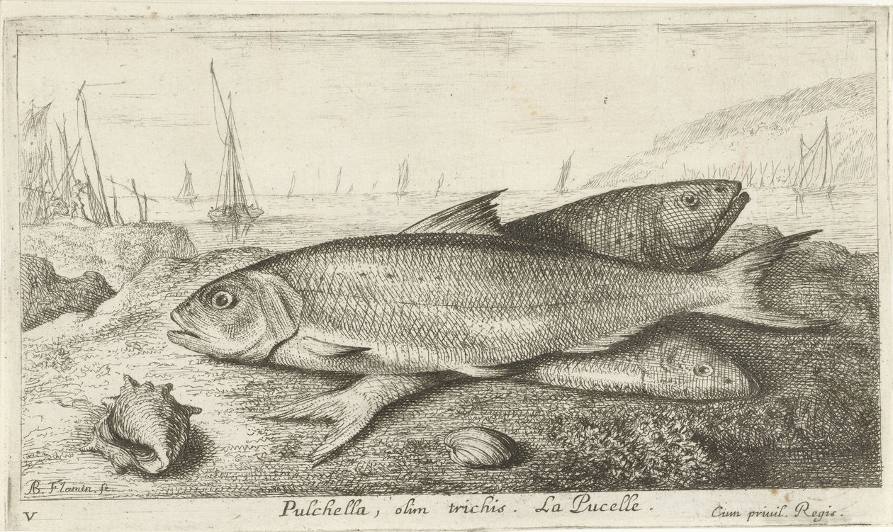 Kolme kalaa rannalla Pulchella, olim trichis. La Pucelle. (otsikko esineessä) Kalat ja muut meren eläimet - suolaisen veden ensimmäinen sarja (sarjan nimi) Diverse Especes de Poissons de mer (sarjan nimi) tekijältä Albert Flamen