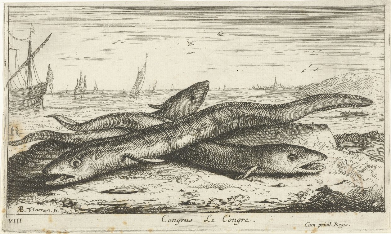 Kolme meriankeriasta rannalla Kongressi Le Congress. (otsikko esineessä) Kalat ja muut meren eläimet - suolaisen veden ensimmäinen sarja (sarjan nimi) Diverse Especes de Poissons de mer (sarjan nimi) tekijältä Albert Flamen