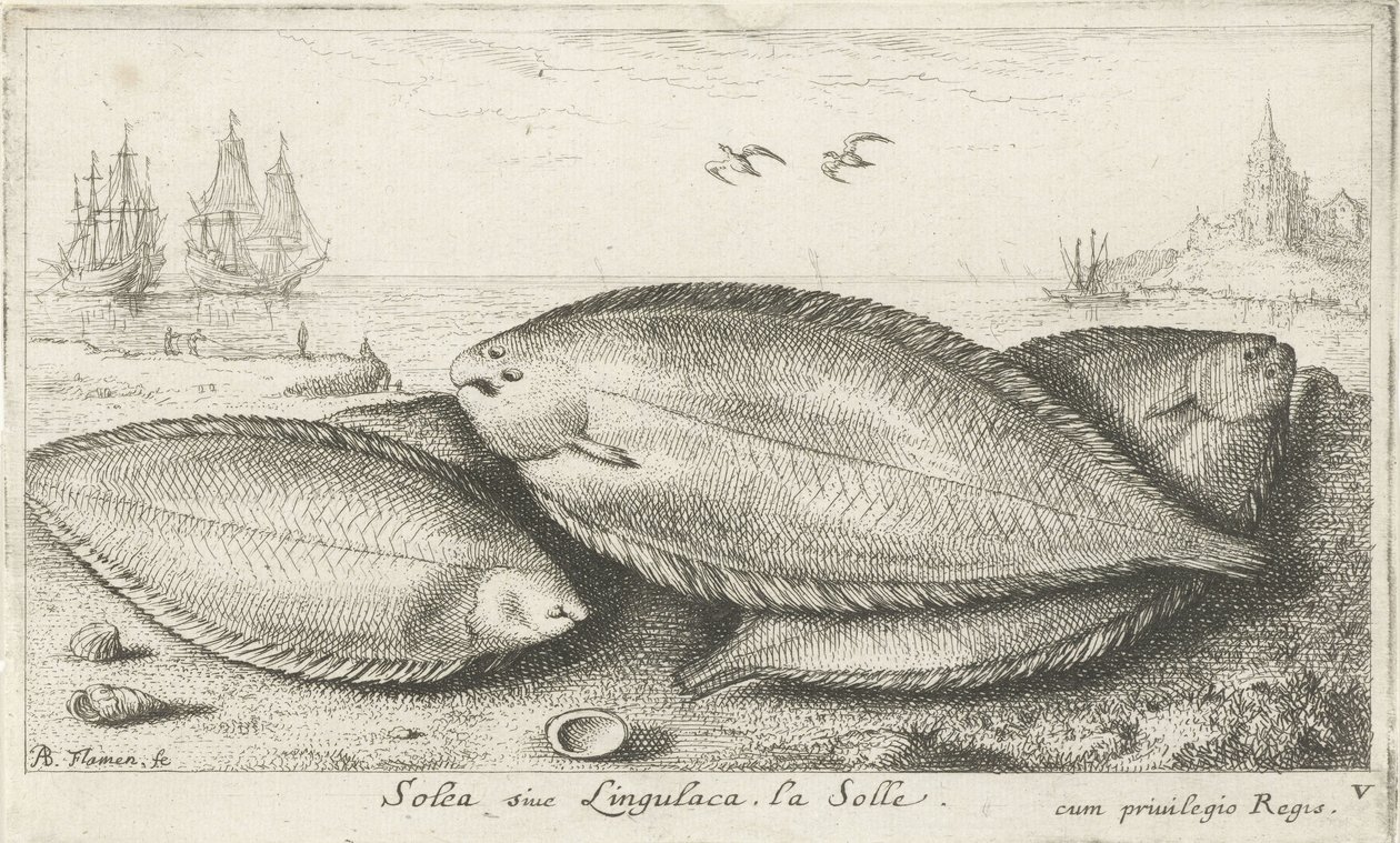 Kolme pohjallista rannalla Solea siue Lingulaca. La Solle. (otsikko esineessä) Kalat ja muut meren eläimet - suolaisen veden kolmas sarja (sarjan nimi) Poissons de mer (sarjan nimi) tekijältä Albert Flamen