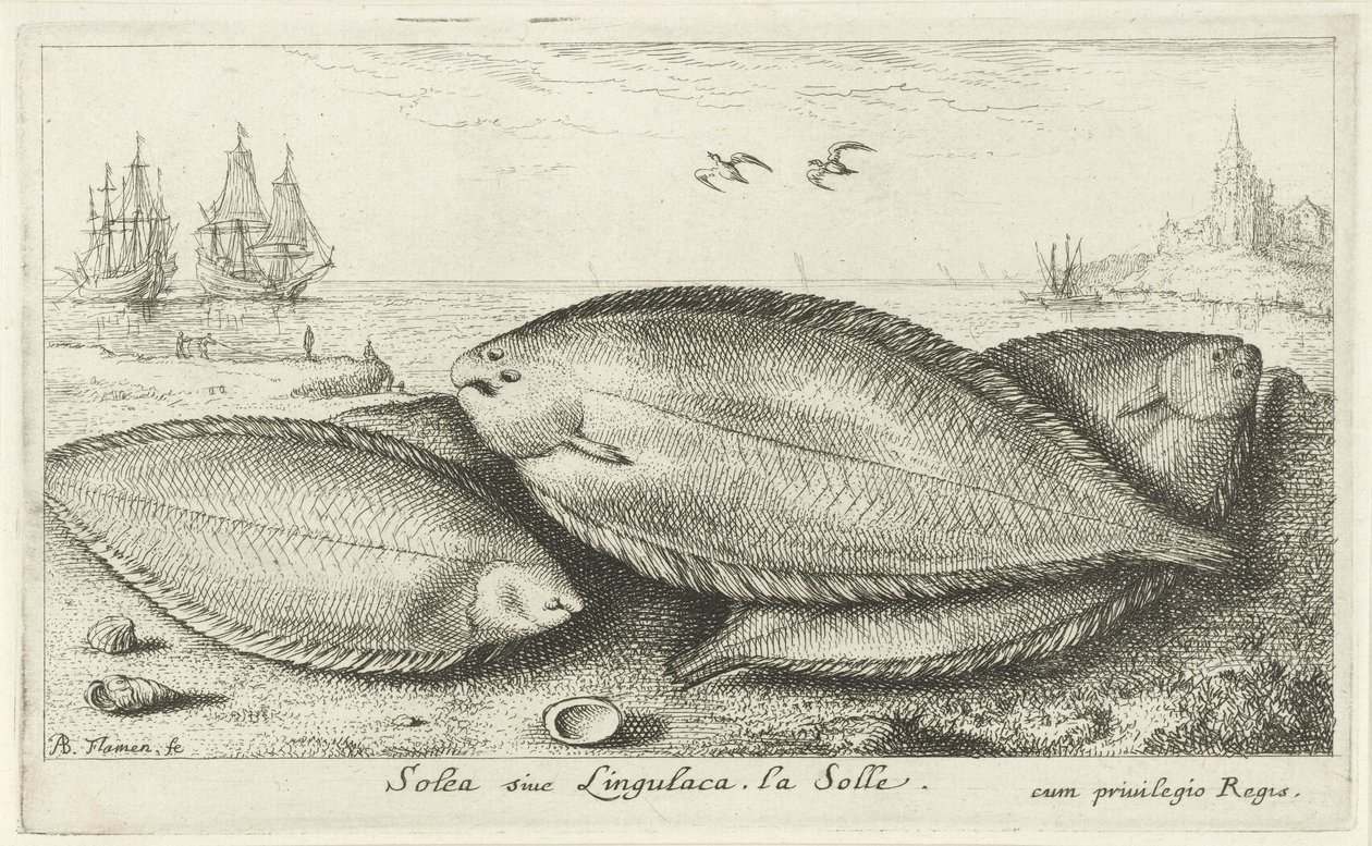 Kolme pohjallista rannalla Solea siue Lingulaca. La Solle. (otsikko esineessä) Kalat ja muut meren eläimet - suolaisen veden kolmas sarja (sarjan nimi) Poissons de mer (sarjan nimi) tekijältä Albert Flamen