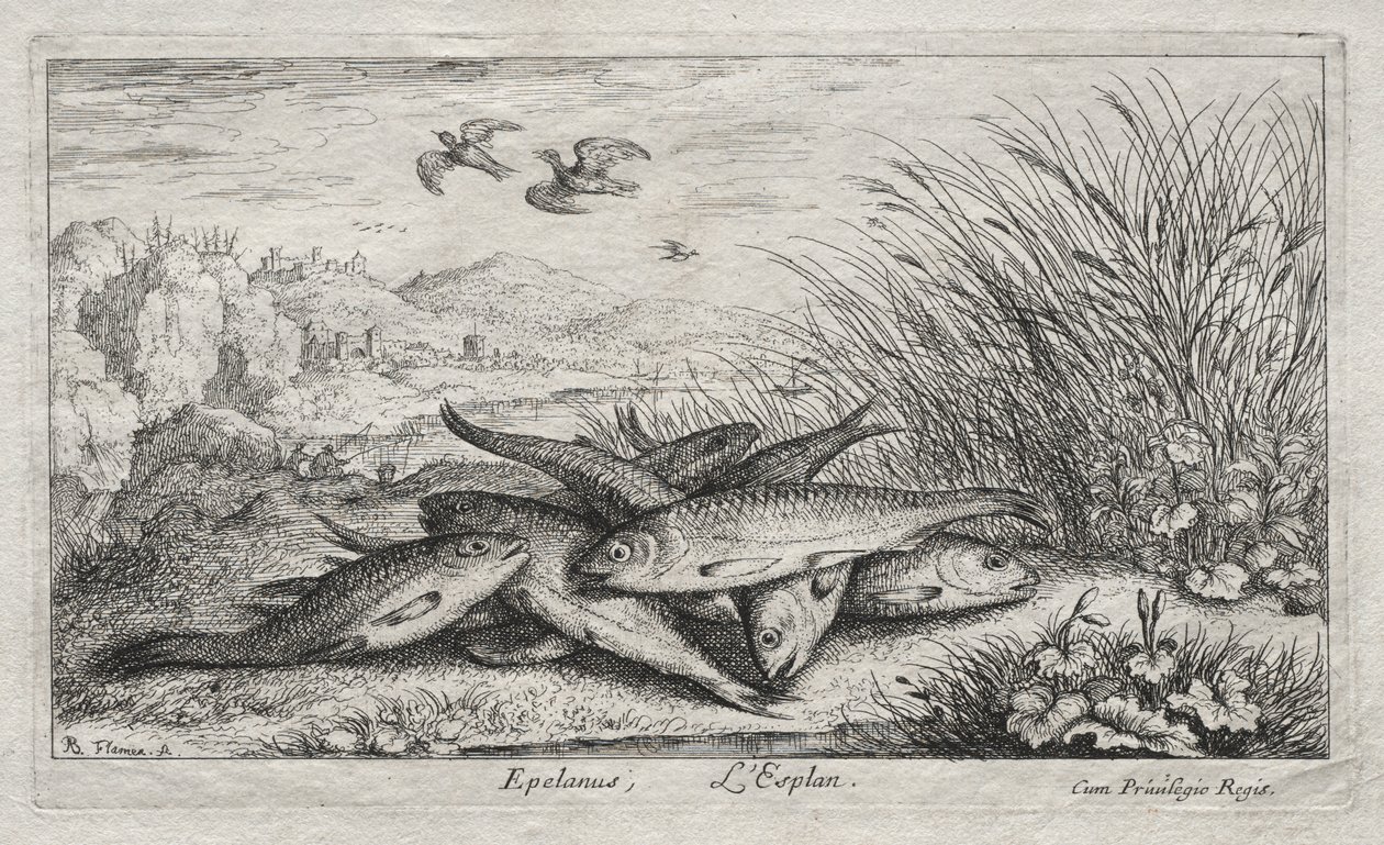Makean veden kalat, osa II: Epelanus, L