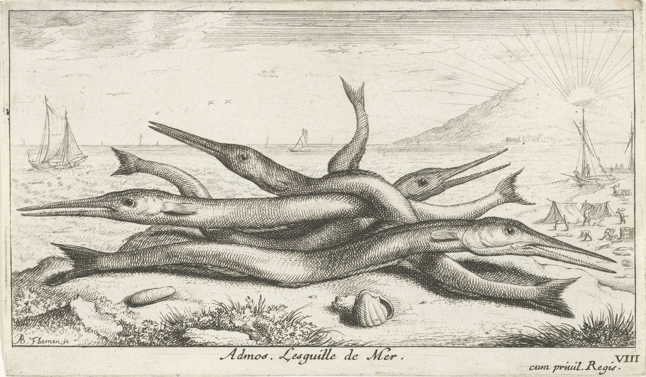 Kiinnitetty rannalle Admos. Lesguille de Mer. (otsikko esineessä) Kalat ja muut meren eläimet - suolaisen veden kolmas sarja (sarjan nimi) Poissons de mer (sarjan nimi) tekijältä Albert Flamen
