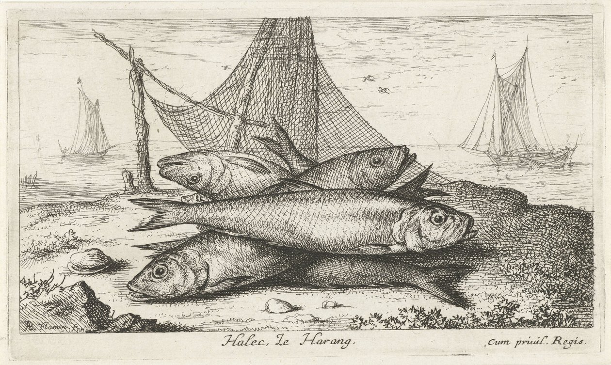 Silli kalaverkossa Halec, Le Harang. (otsikko esineessä) Kalat ja muut meren eläimet - suolaisen veden toinen sarja (sarjan nimi) Poissons de mer (sarjan nimi) tekijältä Albert Flamen