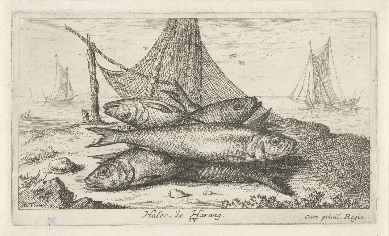 Silli kalaverkossa Halec, Le Harang. (otsikko esineessä) Kalat ja muut meren eläimet - suolaisen veden toinen sarja (sarjan nimi) Poissons de mer (sarjan nimi) tekijältä Albert Flamen