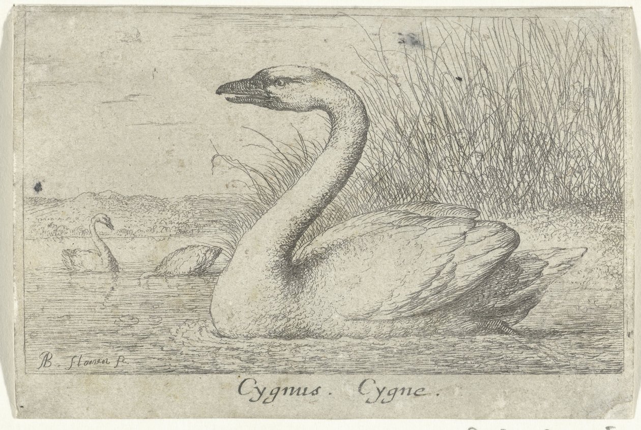 Maisema joutsenen kanssa Cygnus. Cygne. (otsikko esineessä) Kolmetoista lintulajia (sarjan nimi) Diuersae Auium Specie (sarjan nimi) tekijältä Albert Flamen