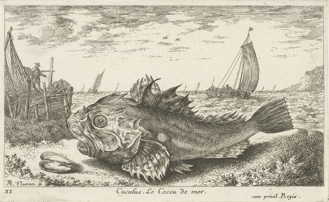 Poon rannalla Cuculus. Le Coccu de mer (otsikko esineessä) Kalat ja muut meren eläimet - suolaisen veden ensimmäinen sarja (sarjan nimi) Diverse Especes de Poissons de mer (sarjan nimi) tekijältä Albert Flamen