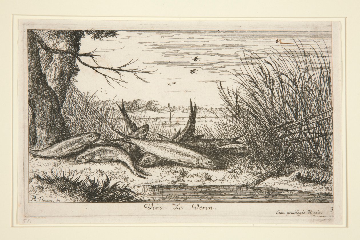 The Loach, Fresh Water Fish -sarjan toisesta osasta. tekijältä Albert Flamen