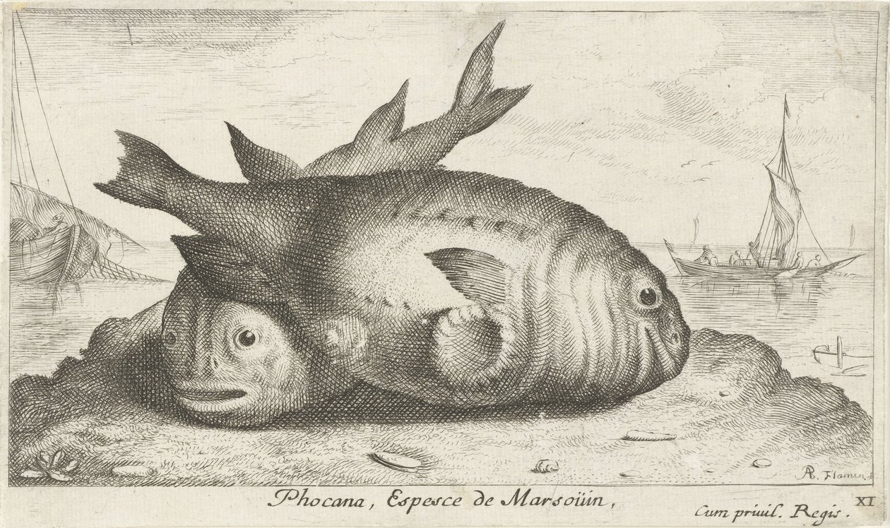 Kaksi pyöriäistä rannalla Phoca Na, Espèce de Marsoüin, (otsikko esineessä) Kalat ja muut meren eläimet - suolaisen veden kolmas sarja (sarjan nimi) Poissons de mer (sarjan nimi) tekijältä Albert Flamen