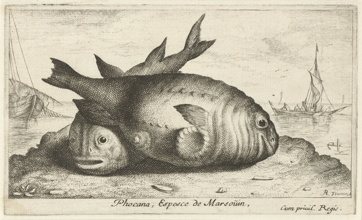 Kaksi pyöriäistä rannalla Phoca Na, Espèce de Marsoüin, (otsikko esineessä) Kalat ja muut meren eläimet - suolaisen veden kolmas sarja (sarjan nimi) Poissons de mer (sarjan nimi) tekijältä Albert Flamen