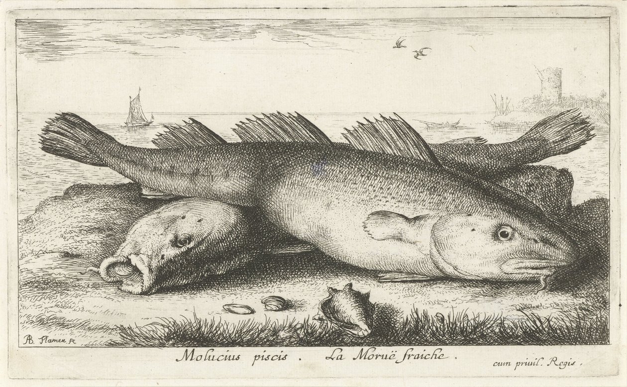 Kaksi turskaa rannalla Molucius piscis. Le Morue Fraiche. (otsikko esineessä) Kalat ja muut meren eläimet - suolaisen veden toinen sarja (sarjan nimi) Poissons de mer (sarjan nimi) tekijältä Albert Flamen