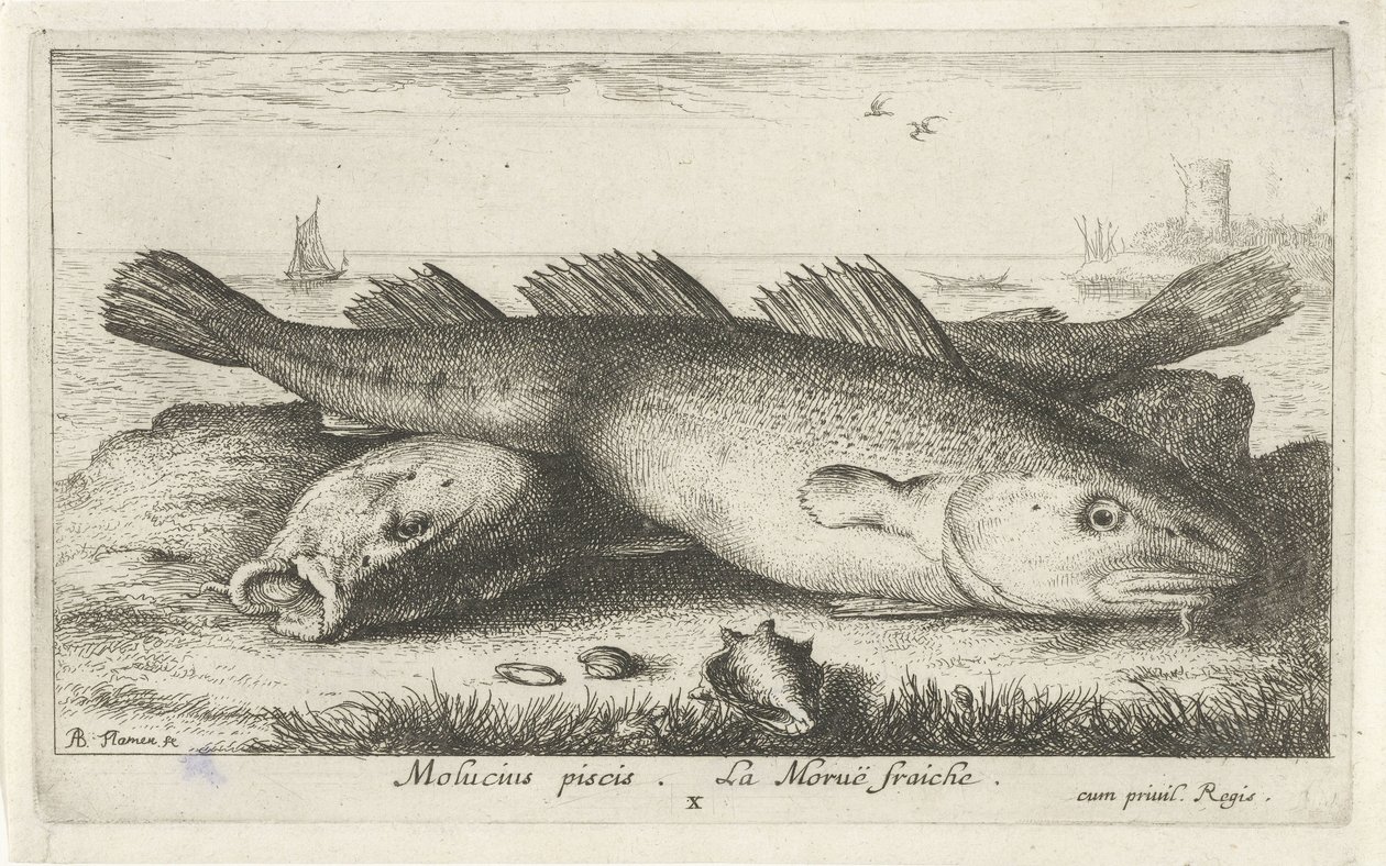 Kaksi turskaa rannalla Molucius piscis. Le Morue Fraiche. (otsikko esineessä) Kalat ja muut meren eläimet - suolaisen veden toinen sarja (sarjan nimi) Poissons de mer (sarjan nimi) tekijältä Albert Flamen