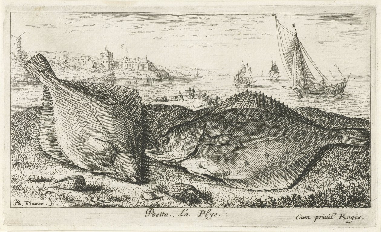 Kaksi kampelaa rannalla psetta. La Plye. (otsikko esineessä) Kalat ja muut meren eläimet - suolaisen veden toinen sarja (sarjan nimi) Poissons de mer (sarjan nimi) tekijältä Albert Flamen